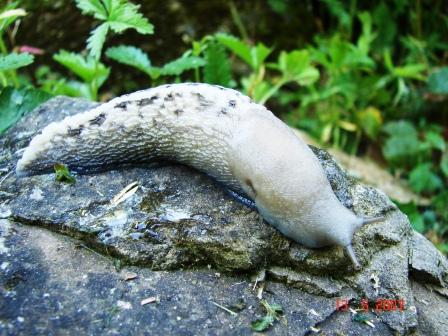 Limax aldrovandi Moquin-Tandon 1855 da Valle Orsigna (PT)